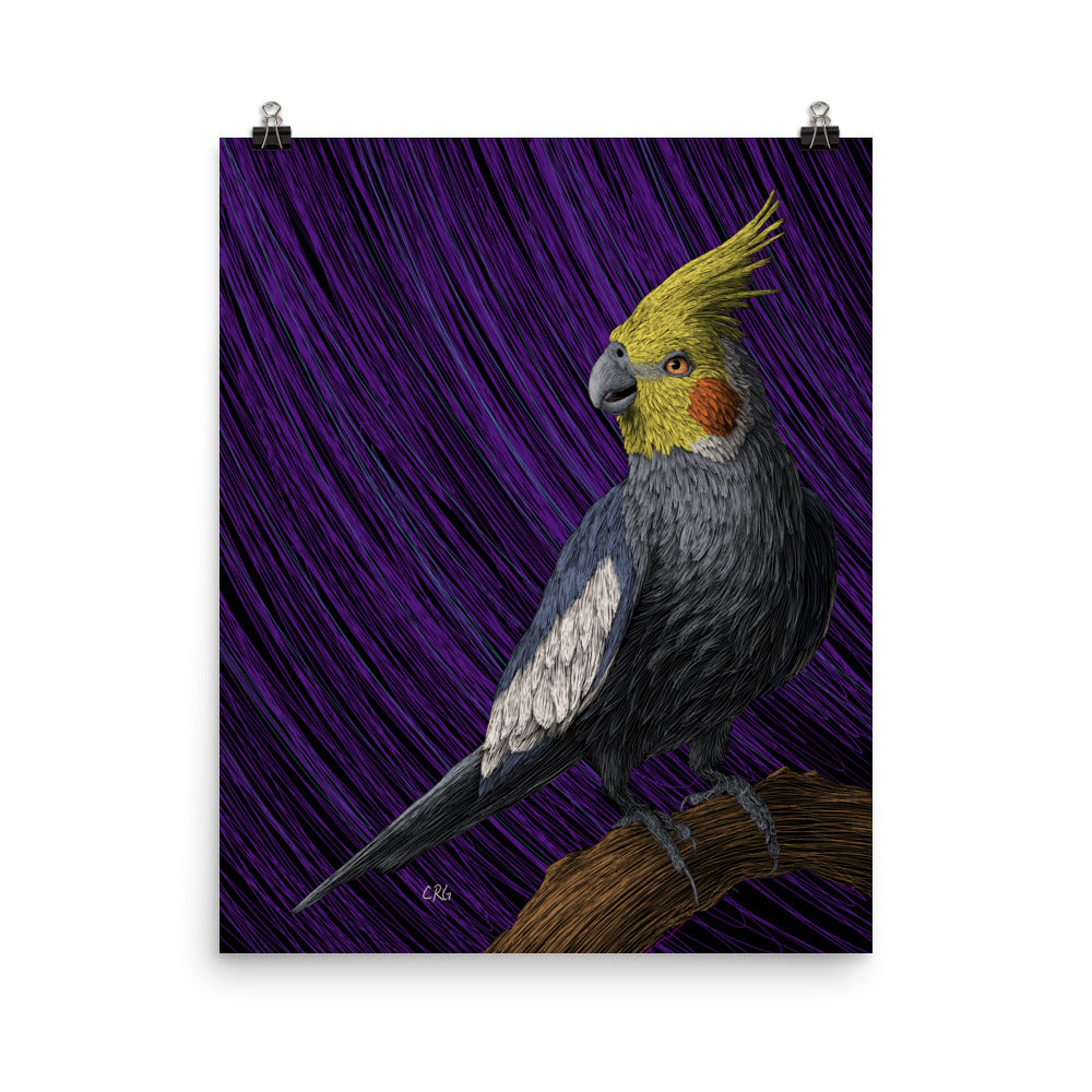 Cockatiel Art Print