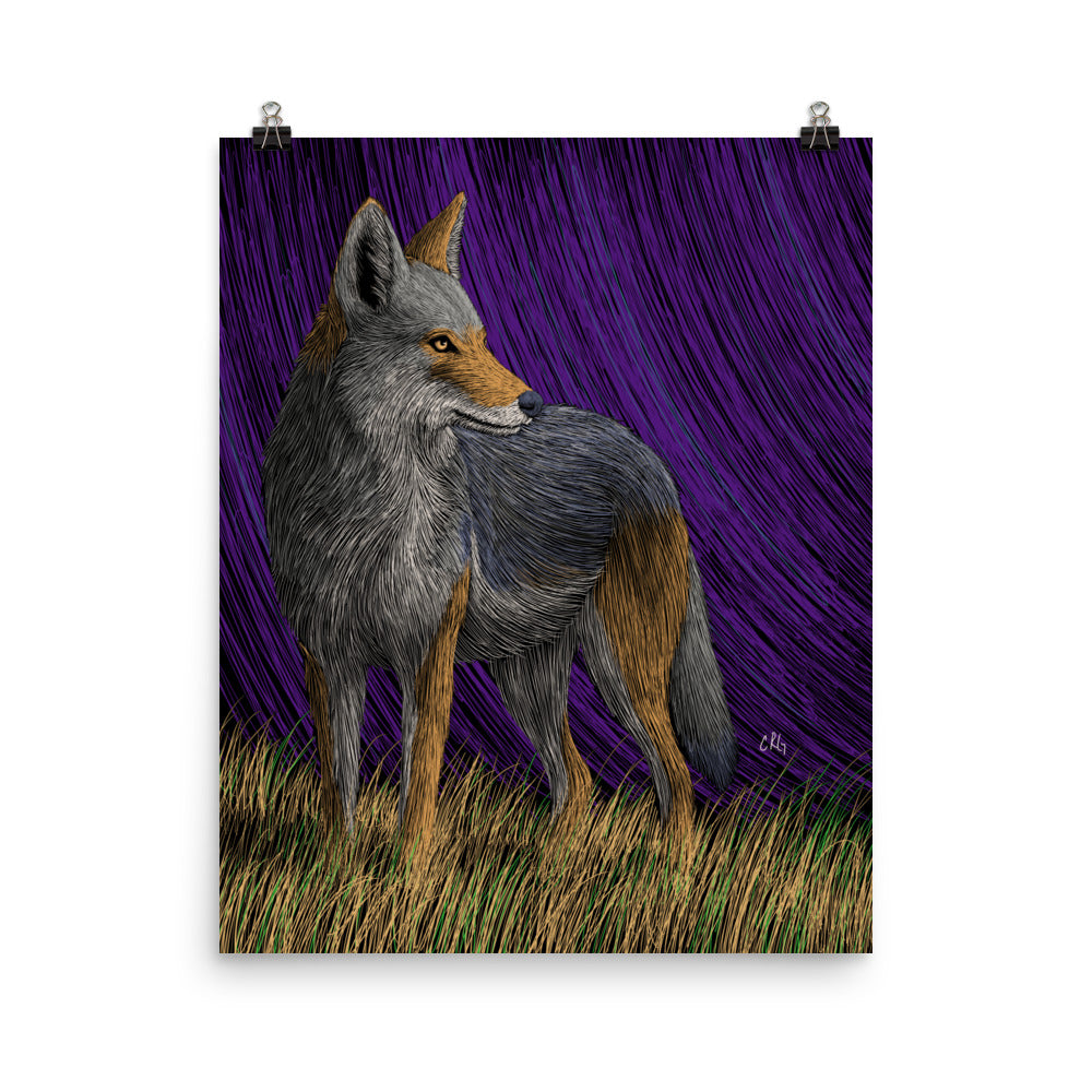 Coyote Art Print