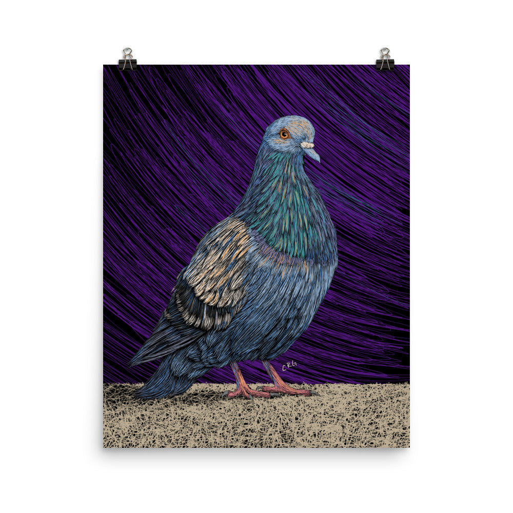 Pigeon Art Print
