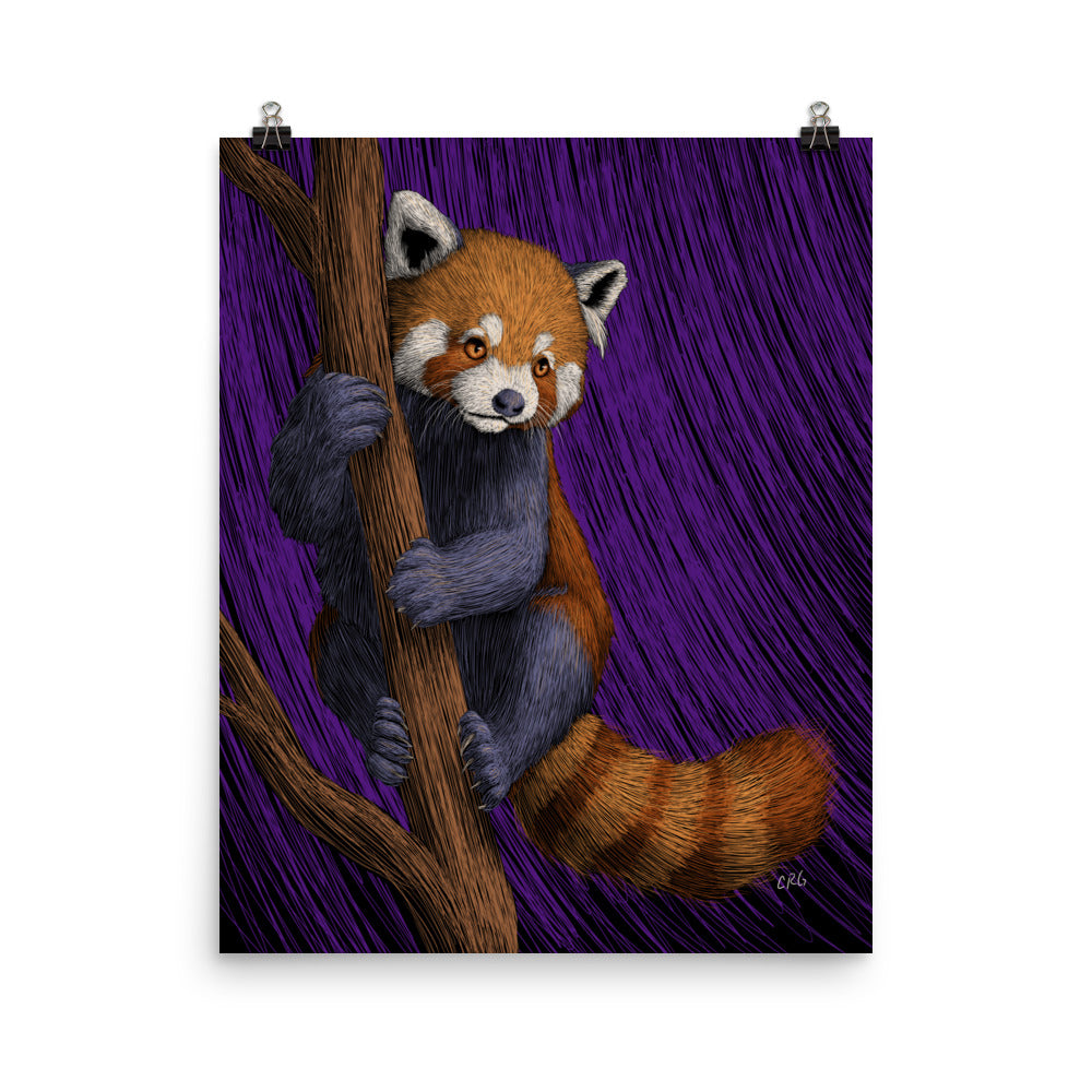 Red Panda Art Print