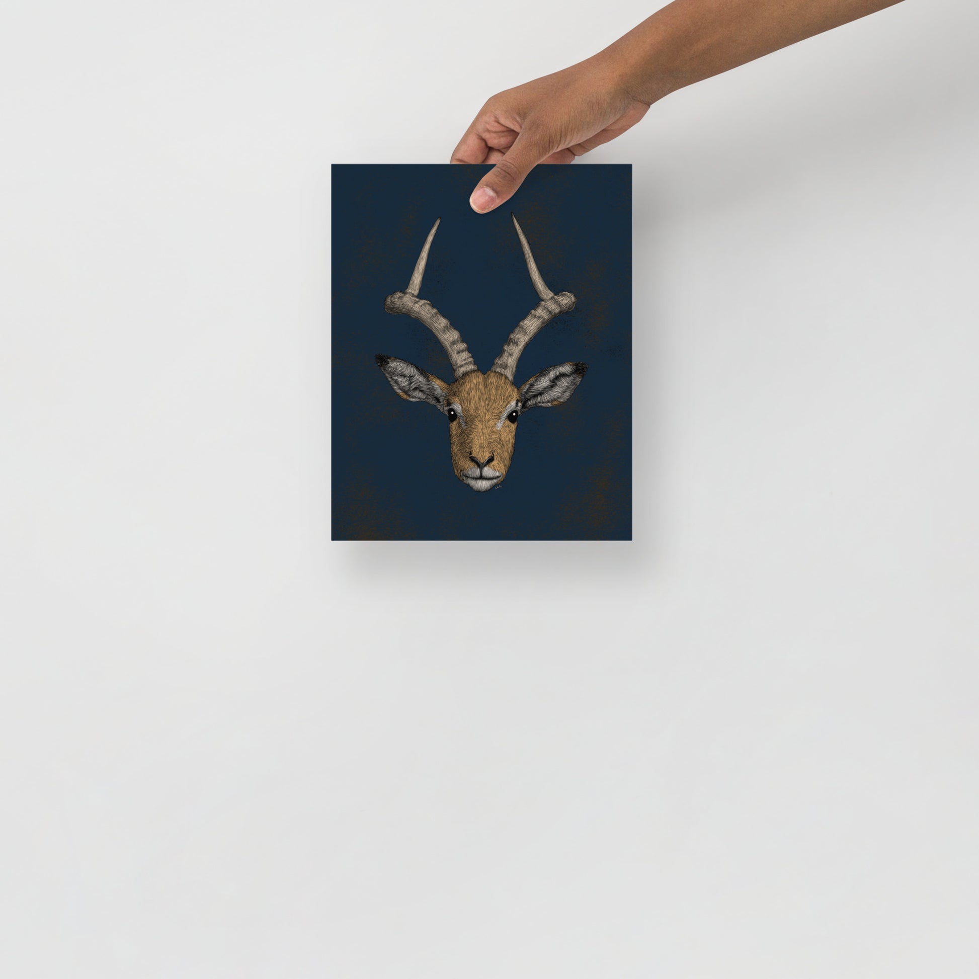 Impala Antelope Art Print