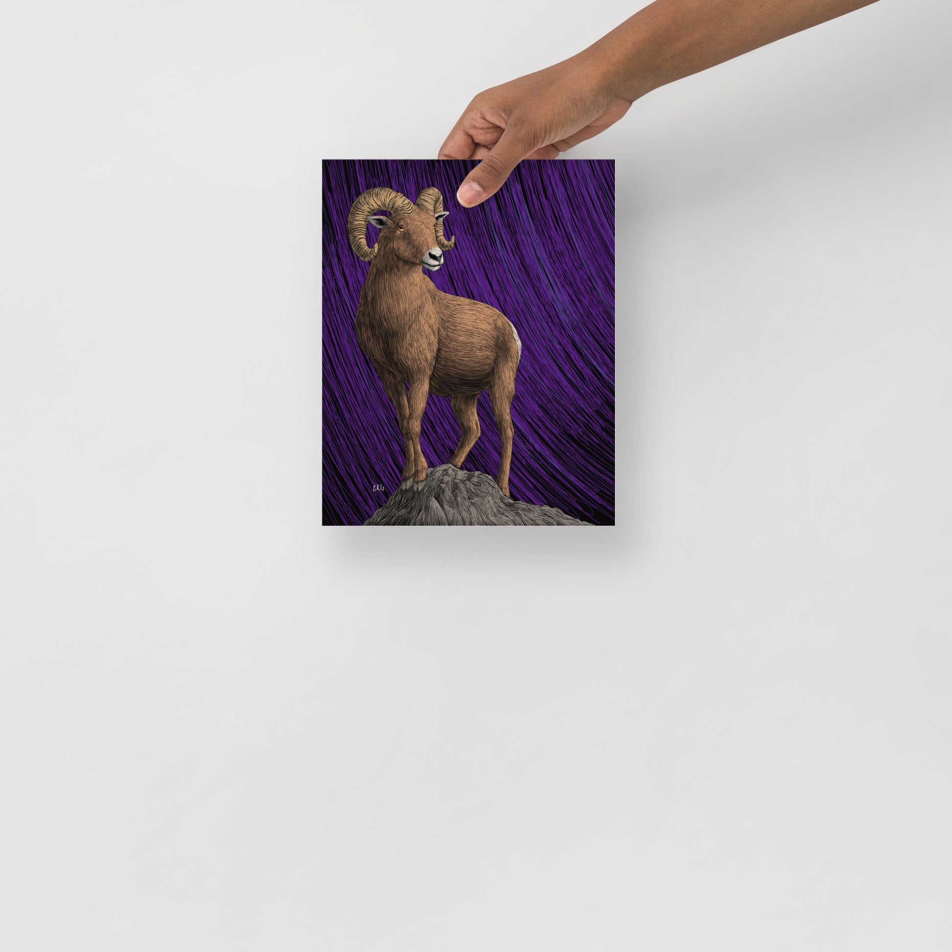 Bighorn Sheep Art Print