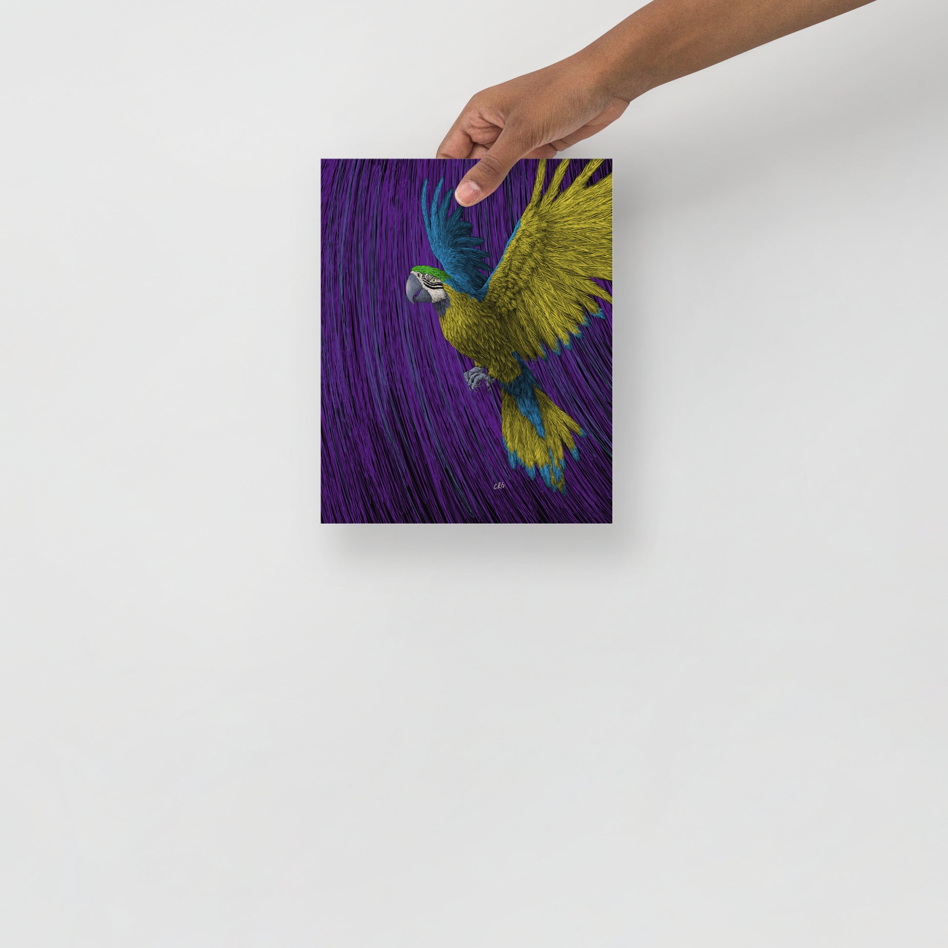 Macaw Art Print