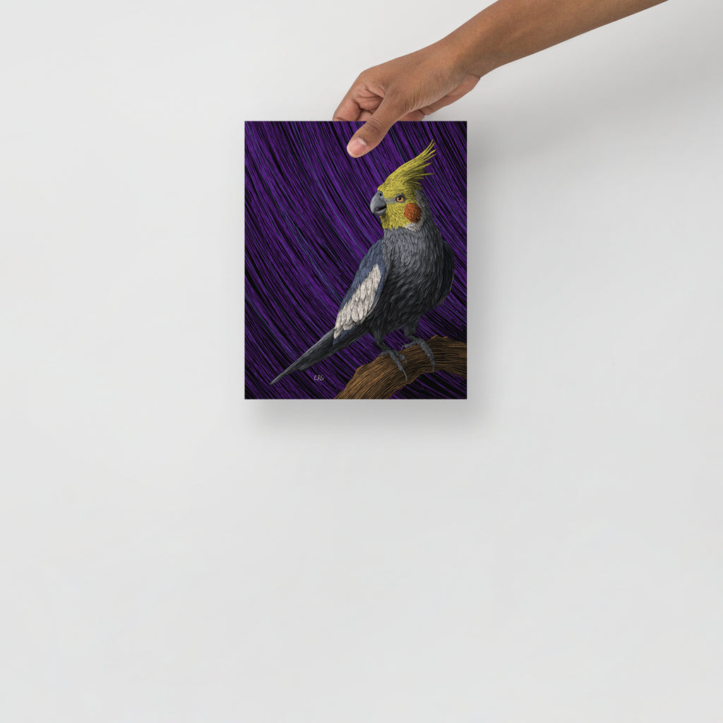 Cockatiel Art Print