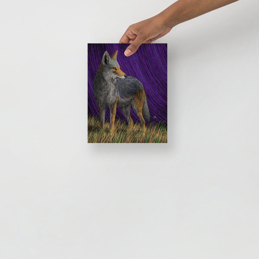 Coyote Art Print