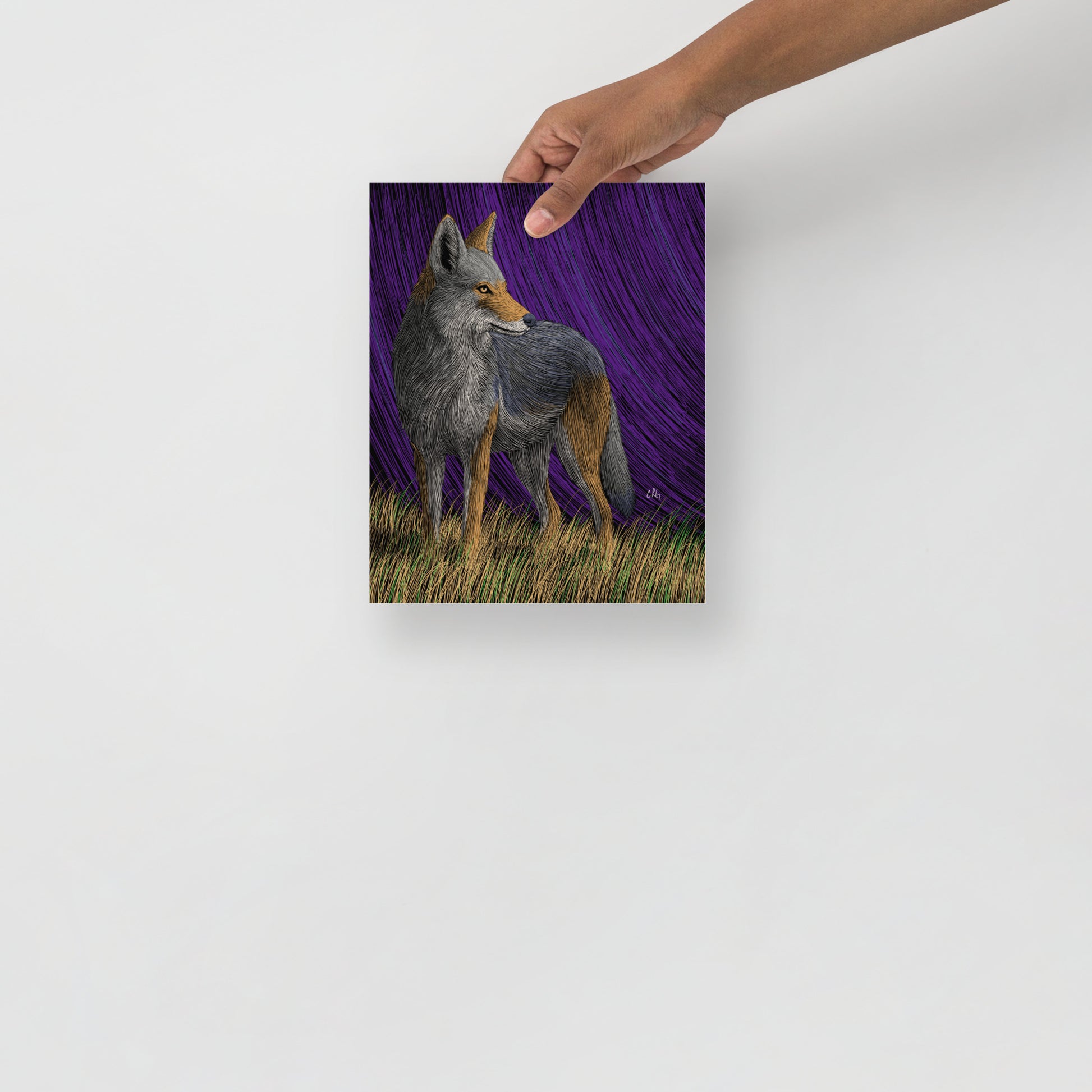 Coyote Art Print
