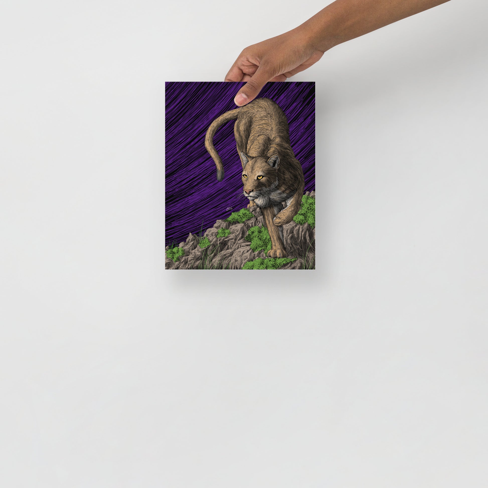 Mountain Lion Art Print