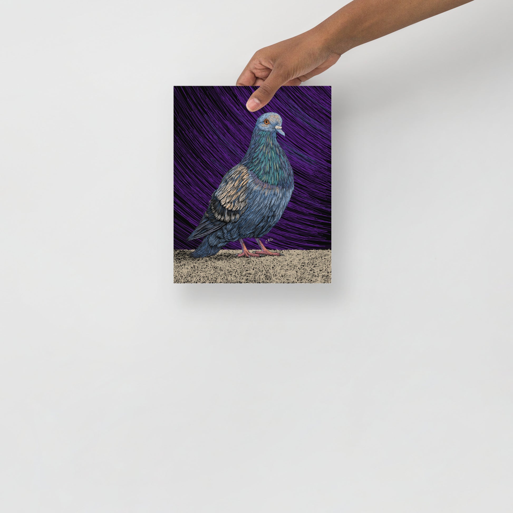 Pigeon Art Print