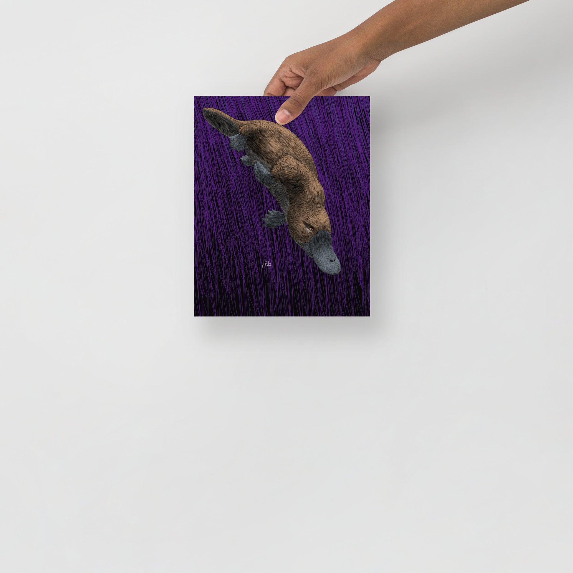 Platypus Art Print