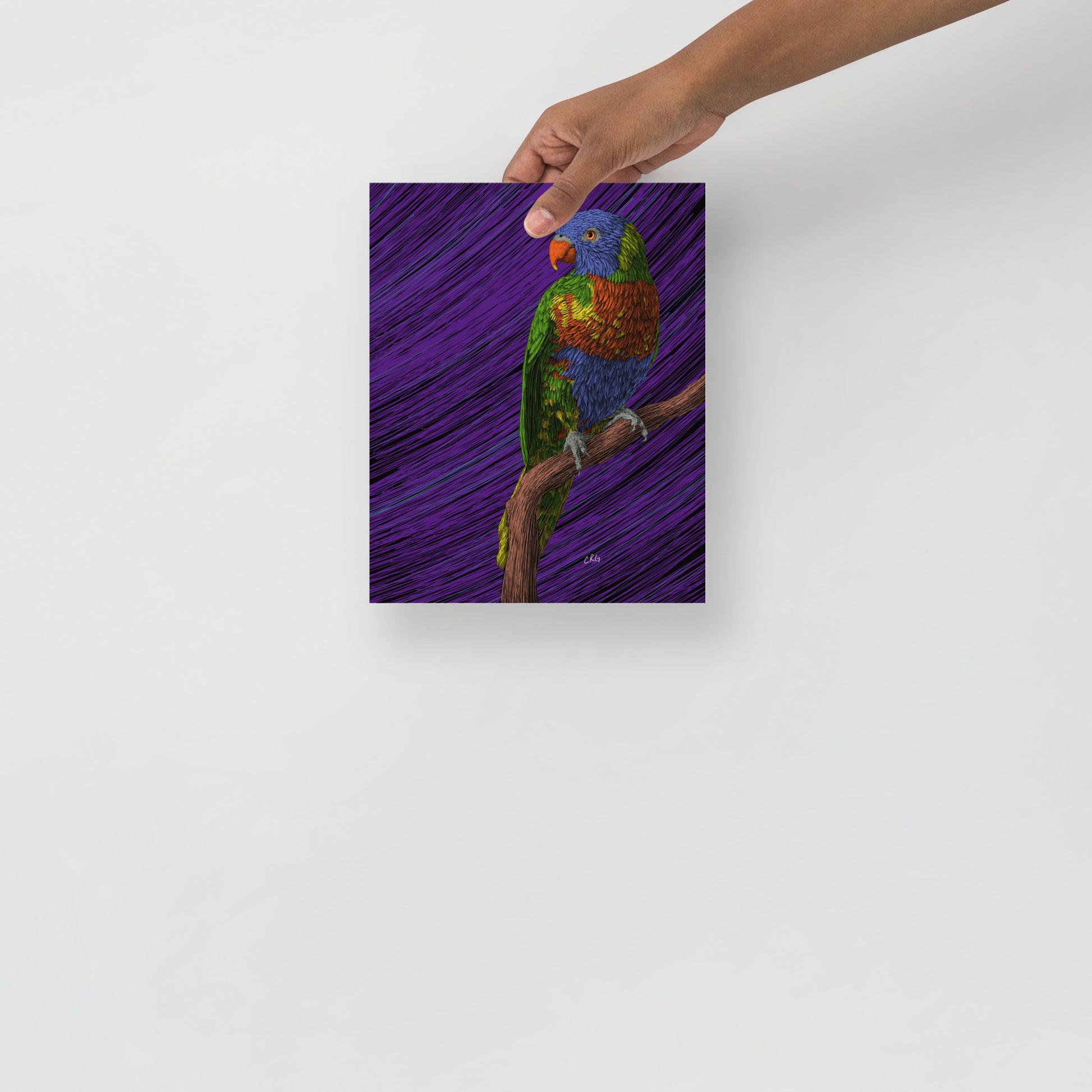 Lorikeet Art Print