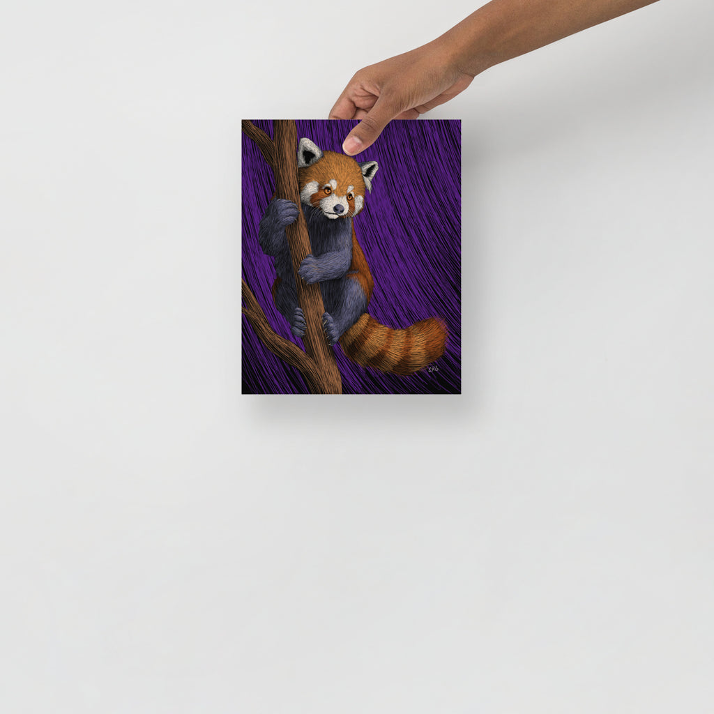 Red Panda Art Print