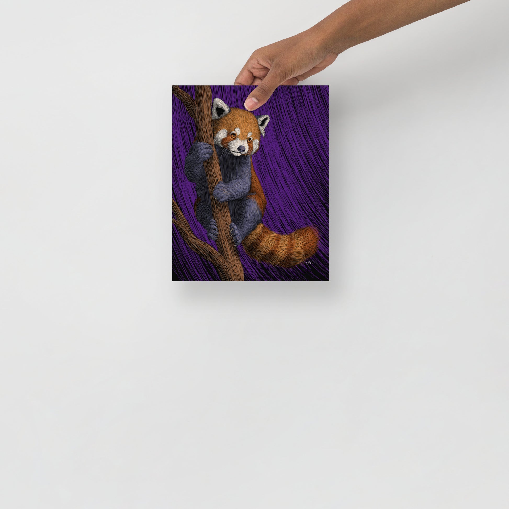 Red Panda Art Print