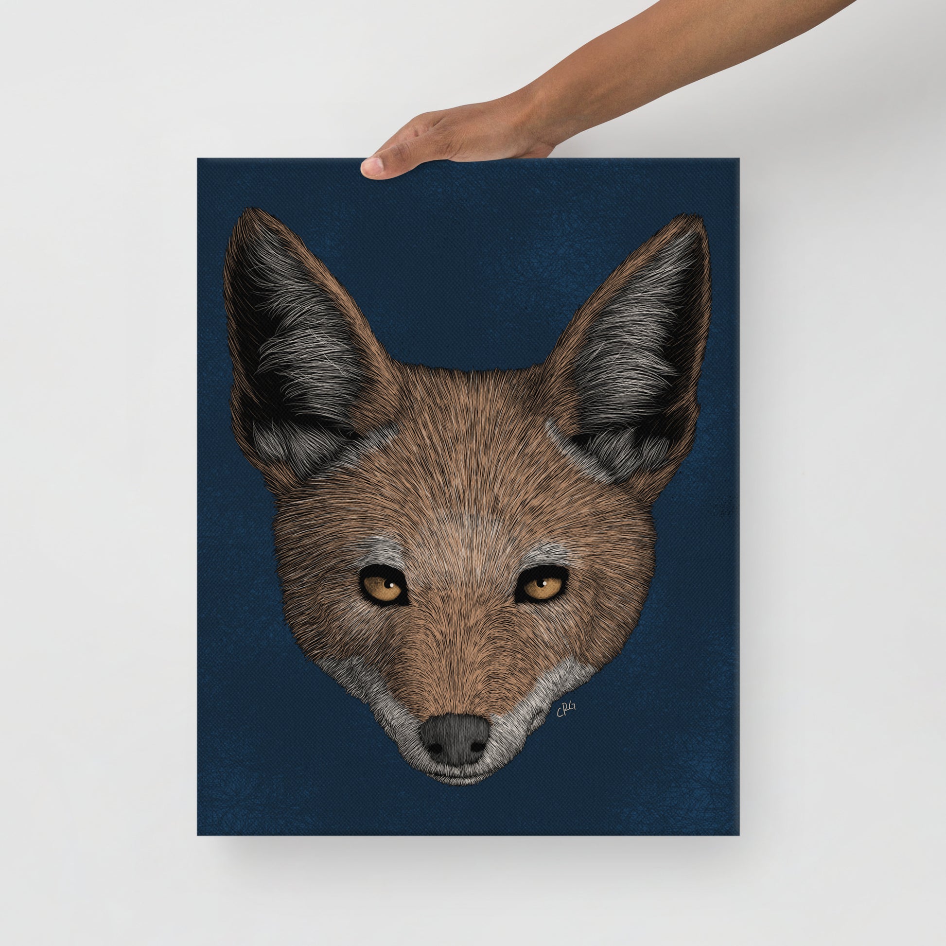 Jackal, 2021