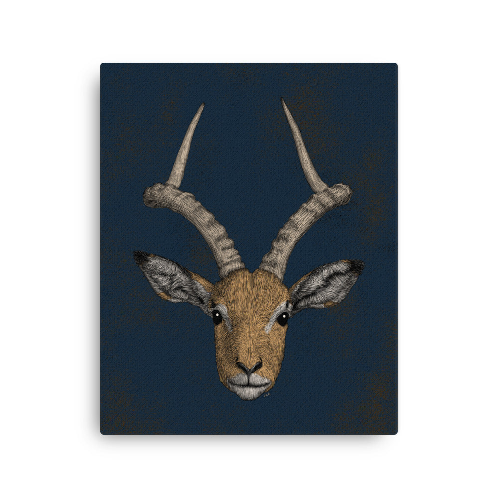 Impala Antelope, 2020