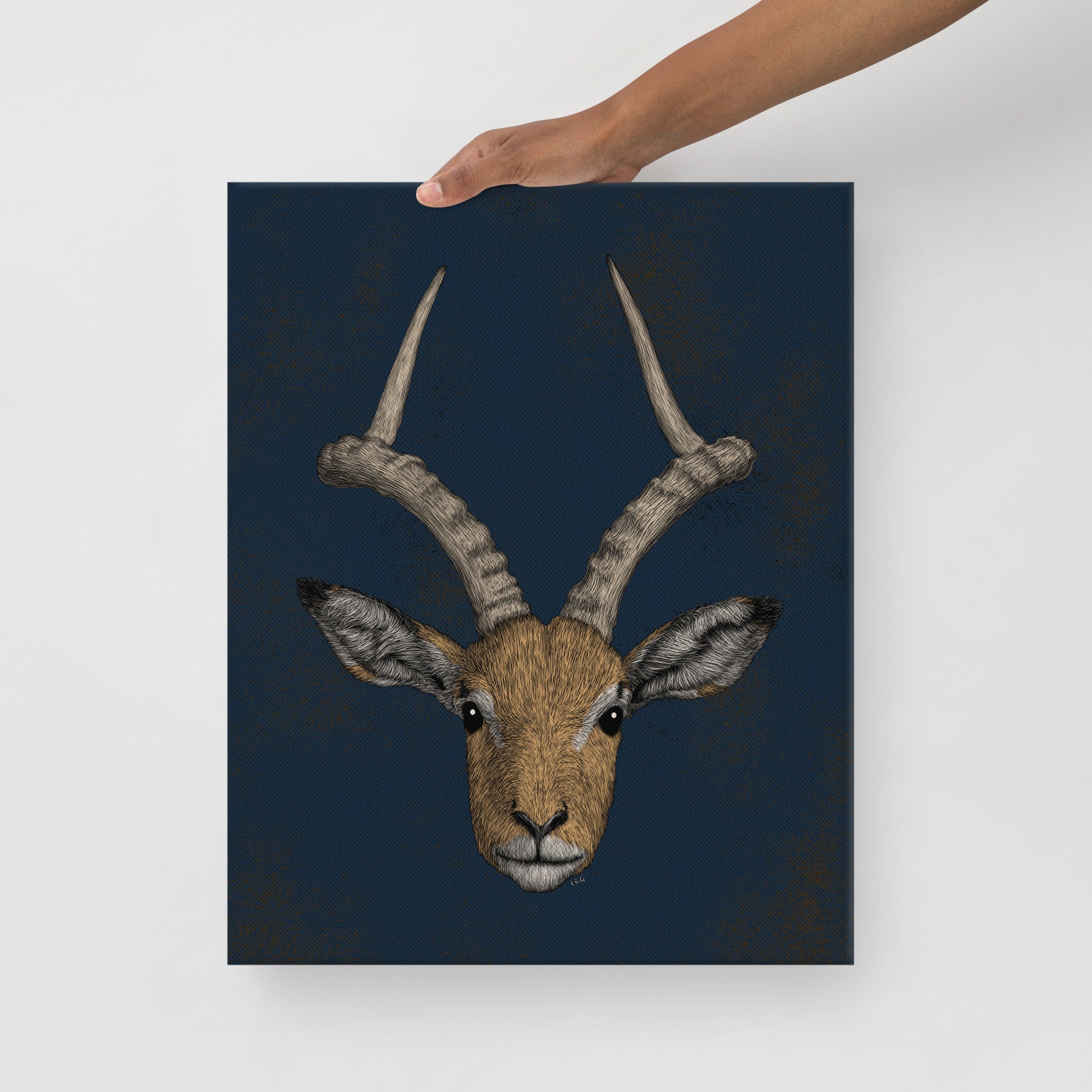 Impala Antelope, 2020