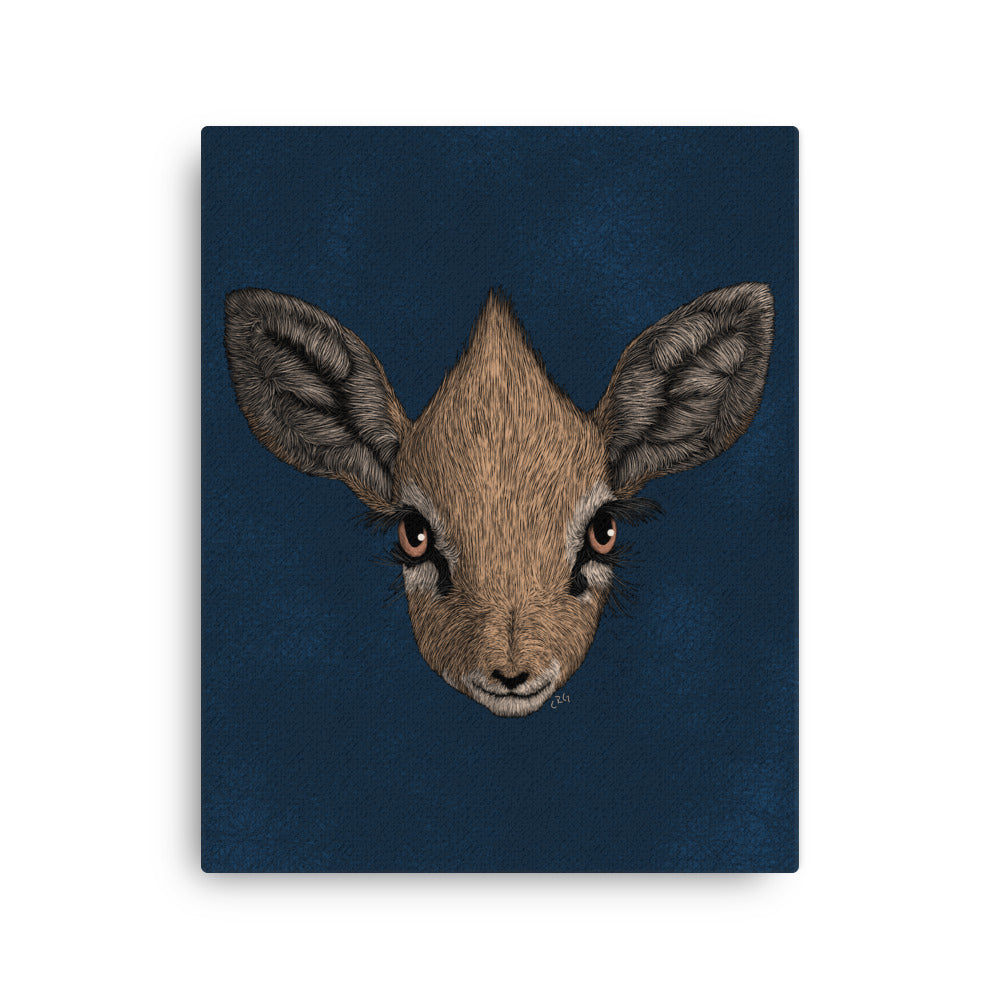Dik-Dik, 2020