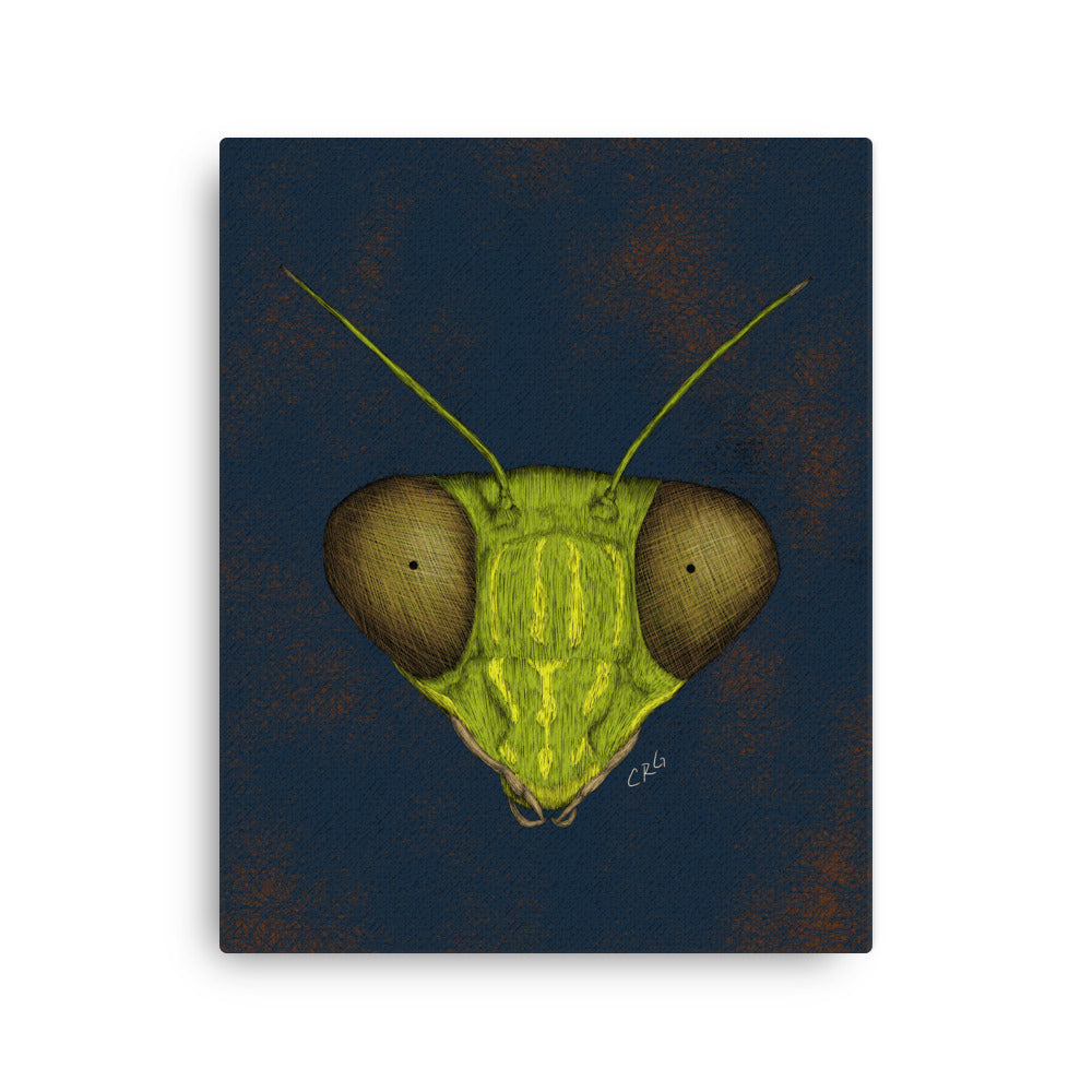 Praying Mantis, 2022