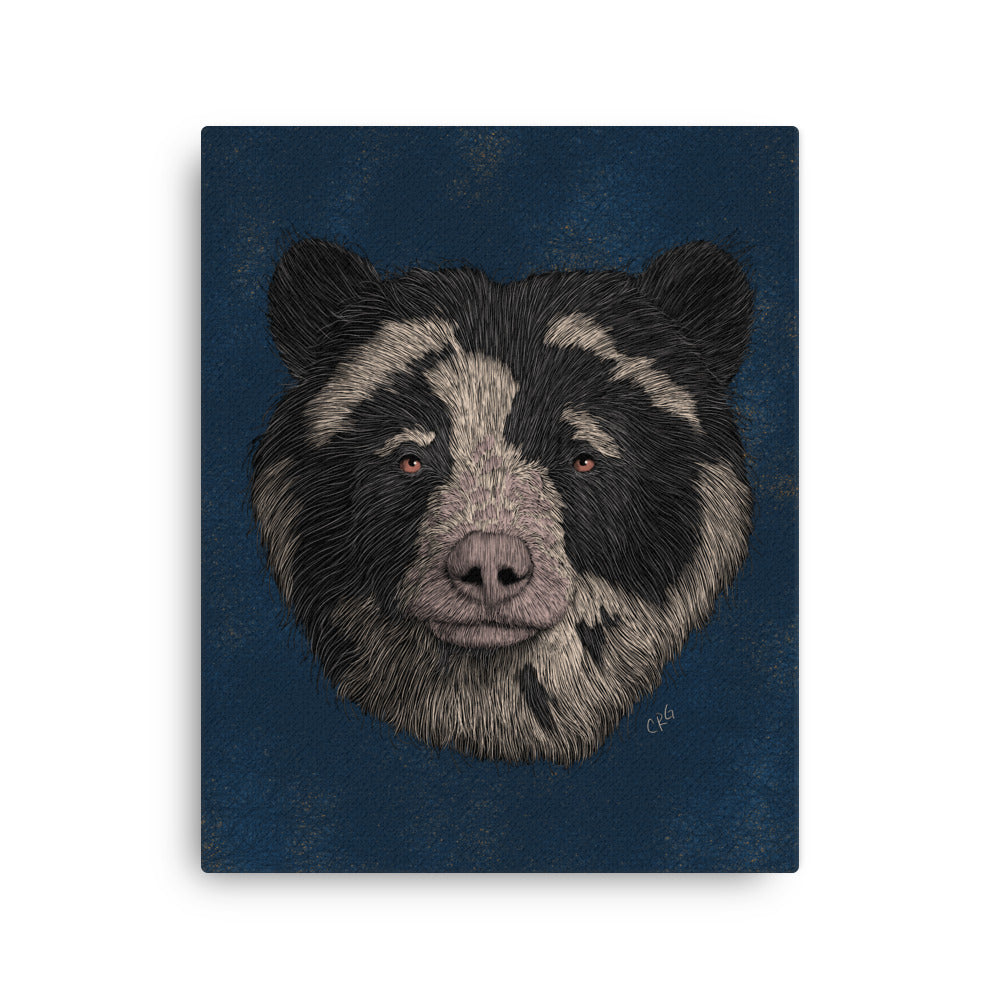 Spectacled Bear, 2021