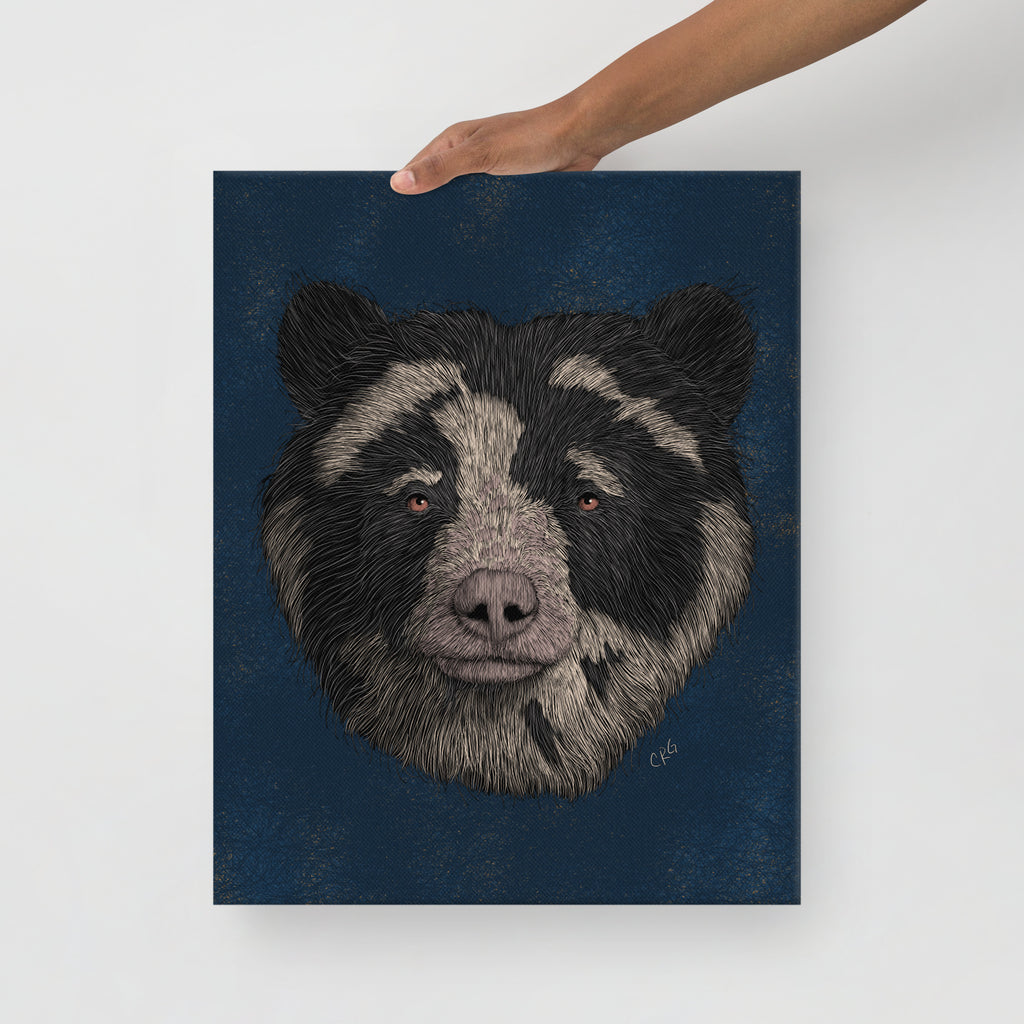 Spectacled Bear, 2021